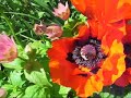 Busy Bumblebees At Barleycorn