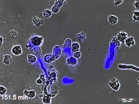 how to isolate granulocytes