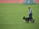 BSP 2008 Pargo vom Haus Vortkamp, Schutzdienst