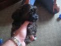 Meet Ripken, the Shorkie