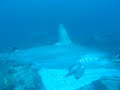 seacam-journal-cocos-island-pt2.html