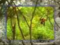 النمر و القرد المشاكس/a tiger & a quarrelsome monkey