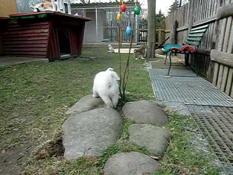 Taso Inu
