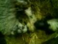 Spring Lambs being born, sheep giving birth live