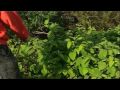 videos de Roundup Weed killer - Difficult Weeds