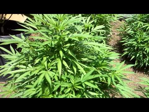 how to grow gdp outdoor