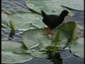 videos de Introductions to Lake Naivasha (Part 1) - Film of biodiversity brought to fresh water rift valley lake in Africa
