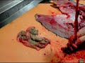 Das Team von Fisch-Gruber am Wiener Naschmarkt zeigt Ihnen, wie ein frisch geschlachteter Karfpen zerlegt und filetiert wird. Das Video zeigt, wie man Portionen und Filets schneidet und wie das Beuschel gereinigt wird. Der Karpfen ist ein heimischer Fisch, der besonders gerne zu Weihnachten gegessen wird. Damit er schmeckt, sollte er möglichst frisch geschlachtet werden - viele KundInnen übernehmen das Schneiden sogar selbst! Video: Fisch-Gruber, 2010 www.fisch-gruber.at