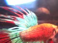 Fighting Fish Motion Detection