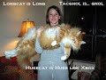 Caturday Reloaded