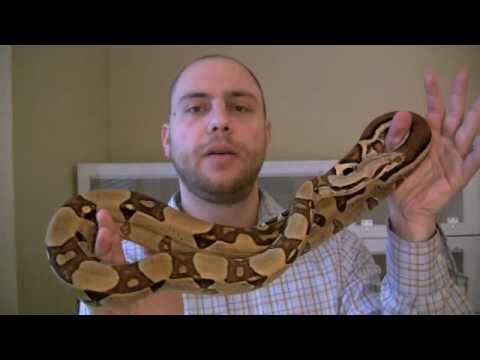 Boa Constrictor