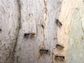 Huge Ants
