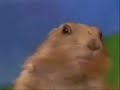 Esquilo da Morte - Death Squirrel - Death Metal! Esquilo da Morte - Death Squirrel - Death Metal!
