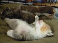 Demon Kittens Demon Kittens
