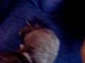 murry n humps playing with teddy