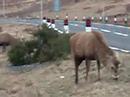 Deer on Highlands road - Scotland2 Deer on Highlands road - Scotland2