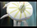 I've been meaning to make this amv for a while...I love the parallels in love triangle amvs, but I wanted to see if I could make one that had a detailed plot to it. So this is the concept, without revealing anything that I HOPE people will catch: Ahiru is dating Fakir, but is being pursued by Mytho...and it turns out that his intentions are not quite what they seem, but only Fakir suspects anything. I hope i brought that though in the video...(I probably didn't...=_=;;)The song is in Korean and is called 