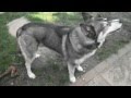 Are you Ready for Siberian Husky? Think AGAIN!!