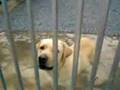 videos de cao dog labrador