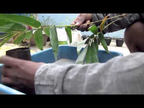 how to transplant heavenly bamboo