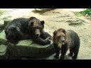 A Day at the Zoo