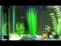 1 month old guppy fry