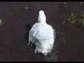 Loopy's Mud Bath