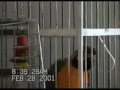Bird Talking and Doing Stupid Pet Tricks Cape Coral