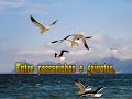O Andarilho Anchieta, Poema do autor Amador F Costa