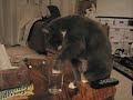 Jeepers Drinking *Now with Smelly Cat Soundtrack*