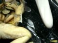 videos de class 733 : disecting a frog