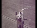 videos de Liebling sway with me.mpg