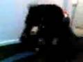 vid00095.3gp