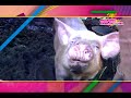 Video Bono Alimentario y Productivo