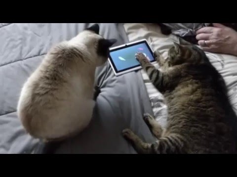 Image de prévisualisation YouTube