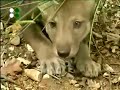 animals a to z   wolf