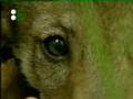 Animals A to Z - Wolf