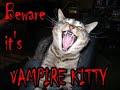 vERY fUNNY cATS 3 vERY fUNNY cATS 3