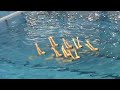 Equipe Aix 2 Natation Synchronisée N1 junior 2008 Equipe Aix 2 Natation Synchronisée N1 junior 2008