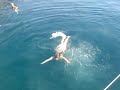 Swimming in the Mediterranean Swimming in the Mediterranean