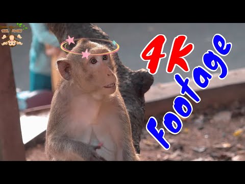 Những Cảnh Quay Đẹp Chất Lượng 4K Về Loài Khỉ Tập 16