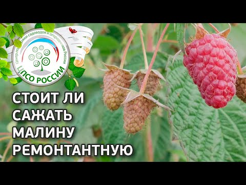 Плюсы и минусы ремонтантной малины