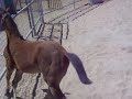 Baby B First Time Alone in Round Pen
