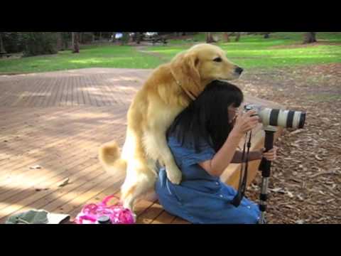 köpek sikisi - This is a higher quality version of the popular