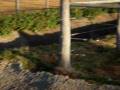 videos de Girafa do Cerrado...rsrs