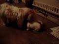 puppies2 puppies2