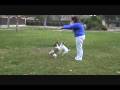 Cool dog tricks