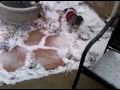 Ebby going crazy in the snow