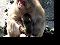 Snow Monkey Baby At Central Park Zoo Snow Monkey Baby At Central Park Zoo