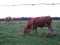 FrogBlog 19